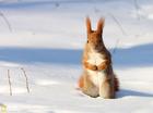 雪地里的松鼠